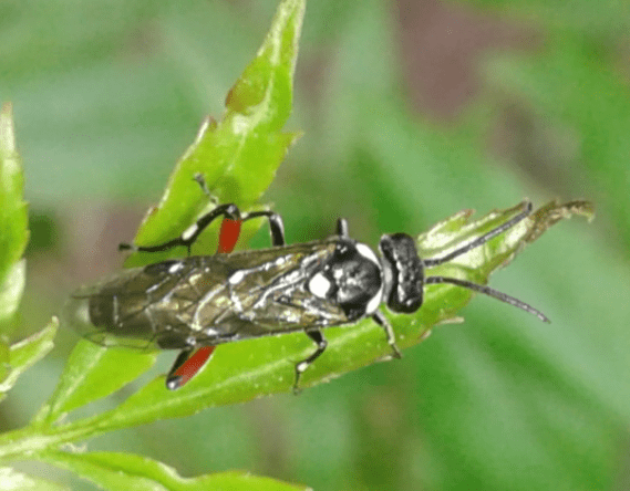 Tenthredinidae : Macrophya punctumalbum? s!